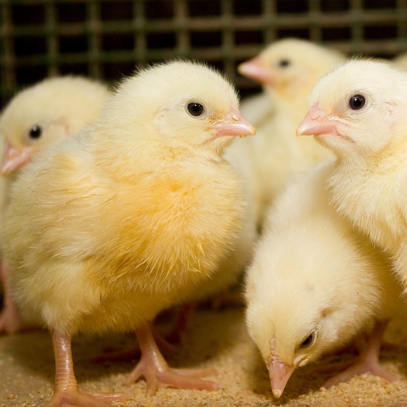 Broiler Starter Feed