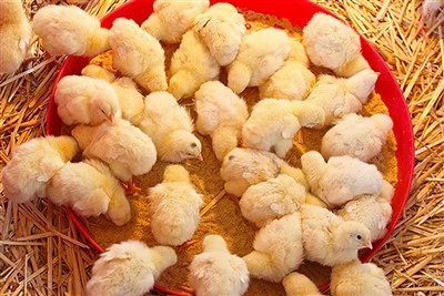 V% Premix enim Breeder Broiler pullos