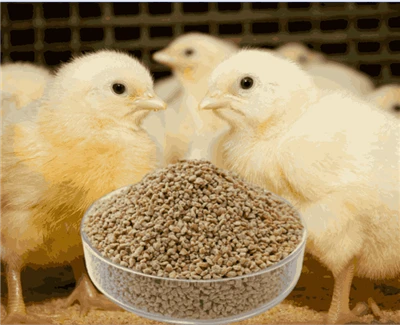 Broiler Coepi Crumble